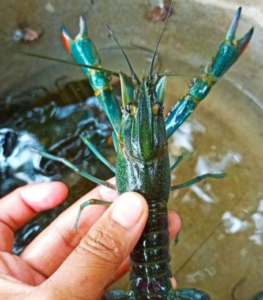 Berkah Lobster Farm